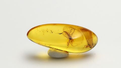 Zuckmücke als Bernstein Inkluse