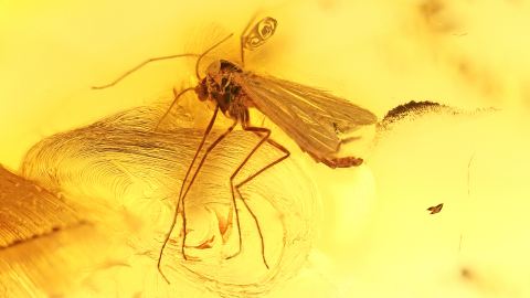 Mücke als Einschluss im Bernstein