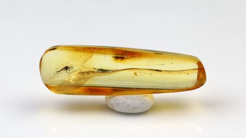 Zuckmücke als Bernsteininkluse