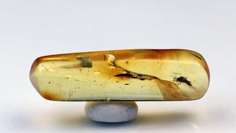 Mücke als Einschluss im Baltischen Bernstein