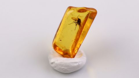 Zuckmücke im Bernstein
