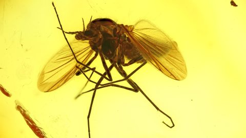 Zuckmücke als Einschluss im Baltischen Bernstein
