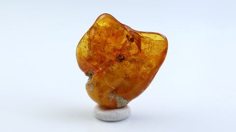 Ameisen im Bernstein