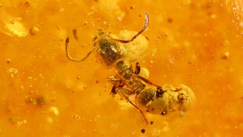 Zwei Ameisen als Inklusen im Bernstein