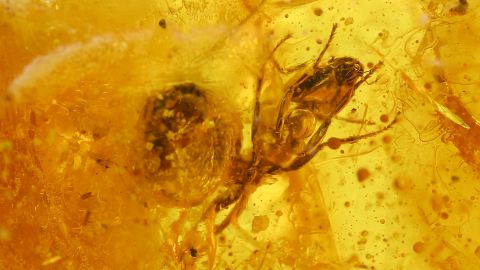 Ameisen als Einschlüsse im Bernstein
