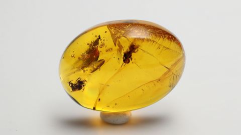 Biene als Einschluss im Bernstein