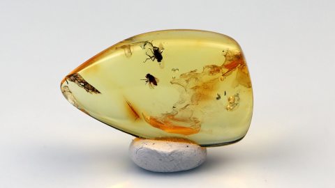 Fliegen im Bernstein