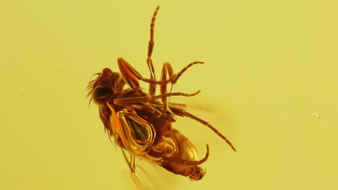 Zwei Fliegen als Inklusen