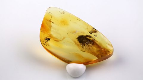 Zwei Mücken als Inklusen im Baltischen Bernstein