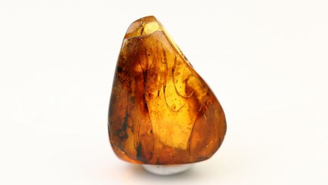 Spinnen und Fliegen als Einschlüsse im Bernstein