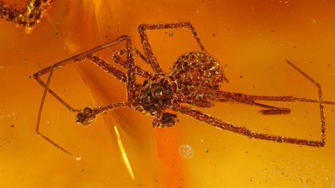 Spinnen im Bernstein