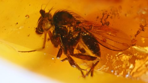 Zwei Spinnen und eine Fliege als Einschlüsse im Bernstein