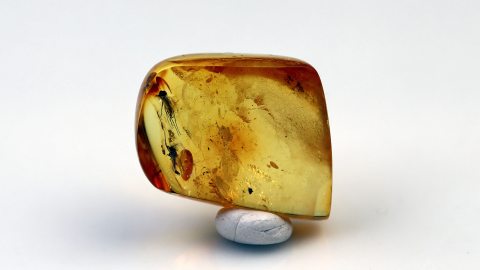 Zwei Zuckmücken im Bernstein