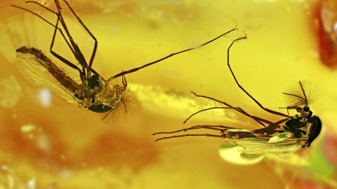 Mücken als Einschlüsse im Baltischen Bernstein