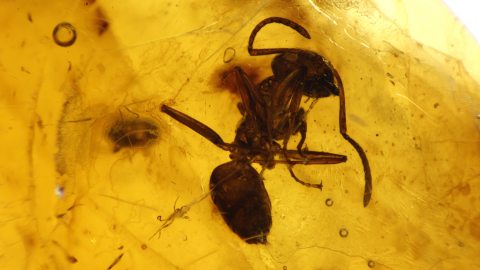Ameise als Einschluss im Baltischen Bernstein
