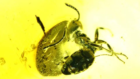 Ameise als Einschluss im Baltischen Bernstein