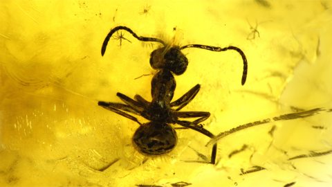 Ameise als Einschluss im Baltischen Bernstein