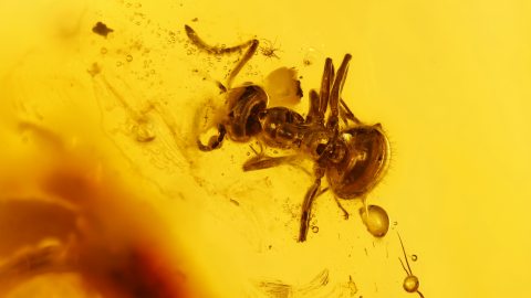 Ameise sowie weitere Einschlüsse im Baltischen Bernstein