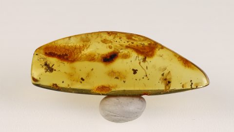 Ameise im Baltischen Bernstein