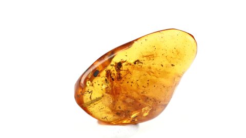 Große Ameise und drei kleine als Inklusen