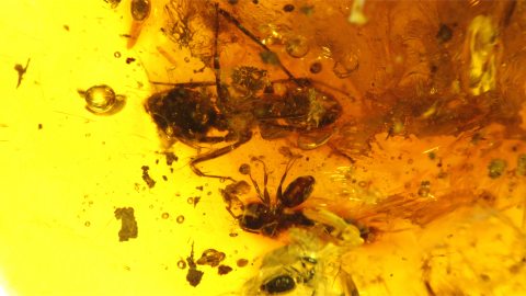 Große Ameise als Inkluse