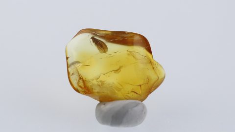 Köcherfliege im Bernstein