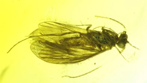 Köcherfliege als Inkluse