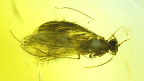 Baltischer Bernstein mit Köcherfliege