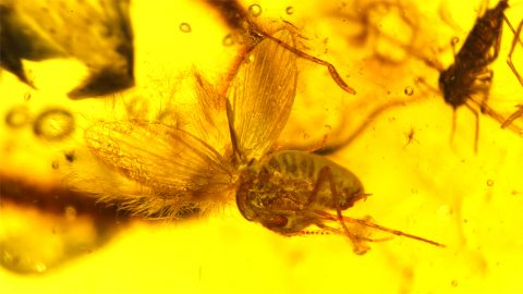 Baltischer Bernstein mit mehreren Insekten