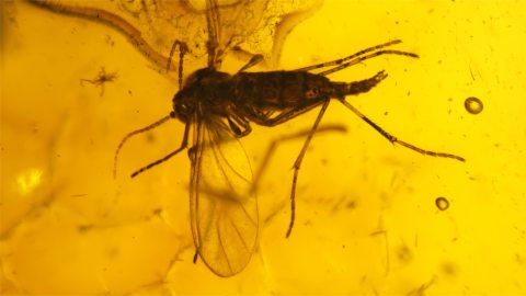 Mehrere Insekten im Bernstein