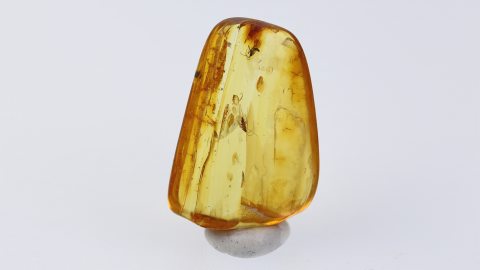 Mücken im Baltischer Bernstein