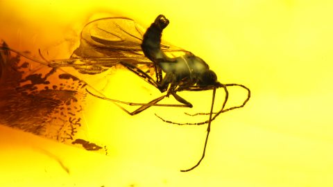 Zwei Mücken als Inklusen