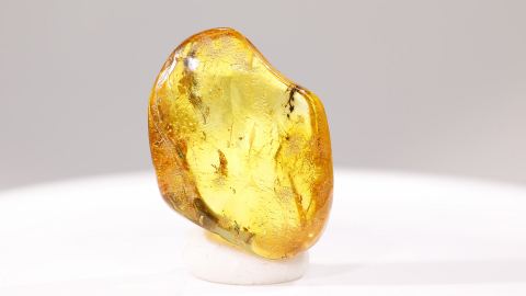 Bernstein Einschluss, Spinne