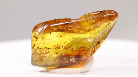 Bernstein Inkluse Mücke