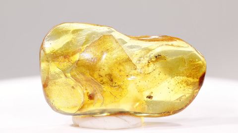 Trauermücke im Bernstein