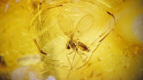 Schmetterlingsmücke, Bewegungsspuren