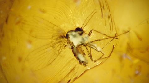 Bernstein Einschluss, Mücke teils verlumt