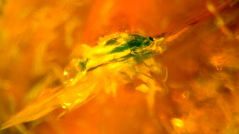 Bernstein mit Inkluse Käfer