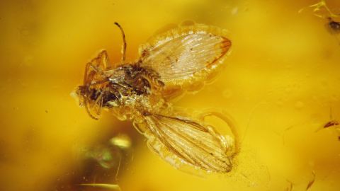 Trauermücke im Bernstein