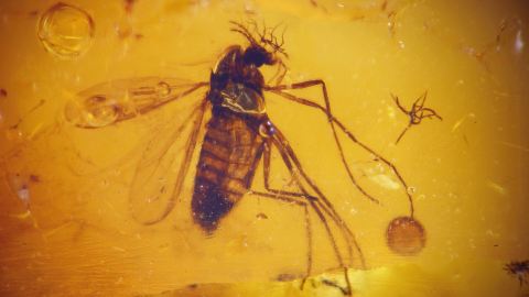 Sciaridae Mücke, Trauermücke