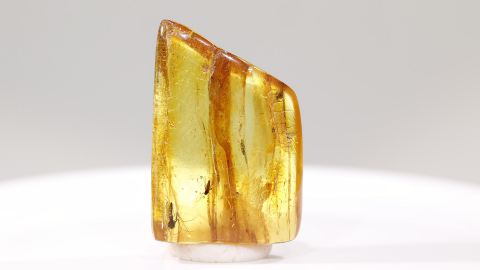 Bernstein Inkluse Schnake