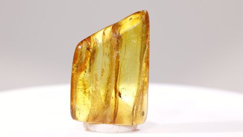 Bernstein Einschluss Mücken