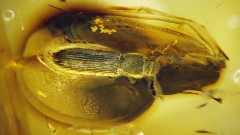 Glanzkäfer als Bernstein Einschluss