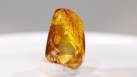 Bernstein Inkluse vermumt