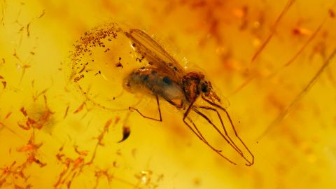 Bernstein Inkluse Mücke, weibliche Zuckmücke