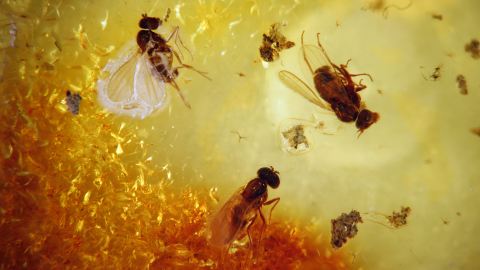 Bernstein Inklusen, Fliegenschwarm