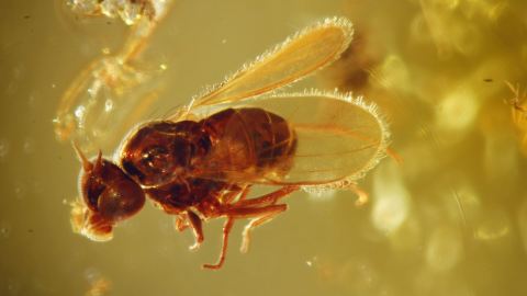 Dolichopodidae Bernstein Einschluss