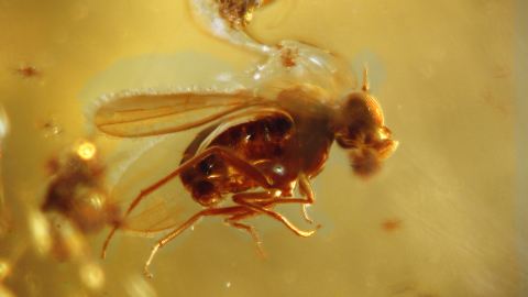 Bernstein Inkluse Langbeinfliege