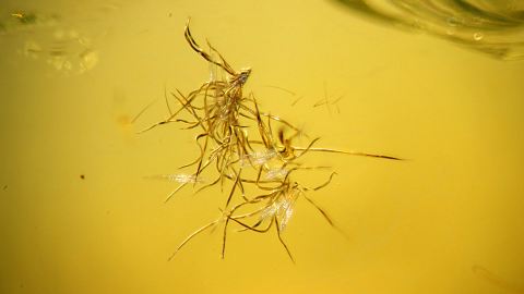 Sternhaare der Eiche