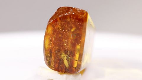 Bernstein Einschluss, Pilzmücke